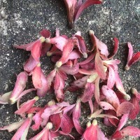 Shorea oblongifolia Thwaites